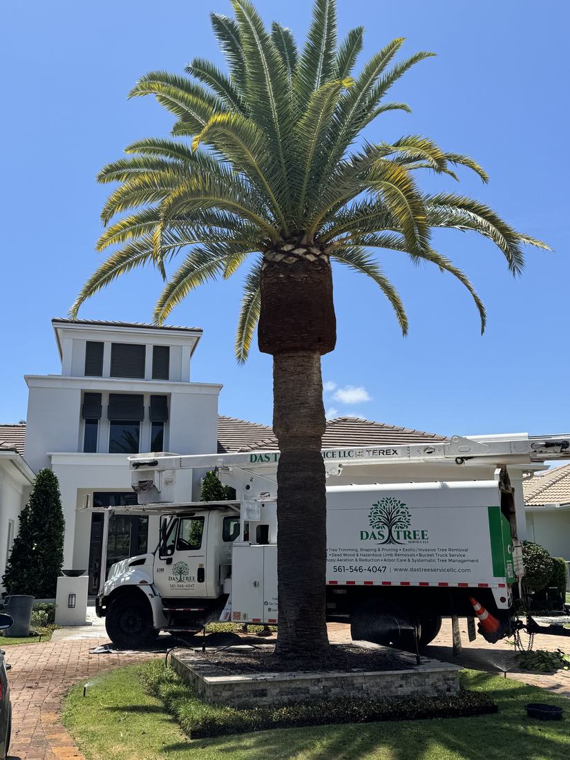 DAS Tree Service bucket truck beside a tall date palm at a Palm Beach County home